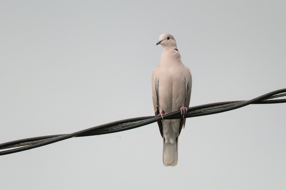 African Collared-Dove - ML506015951