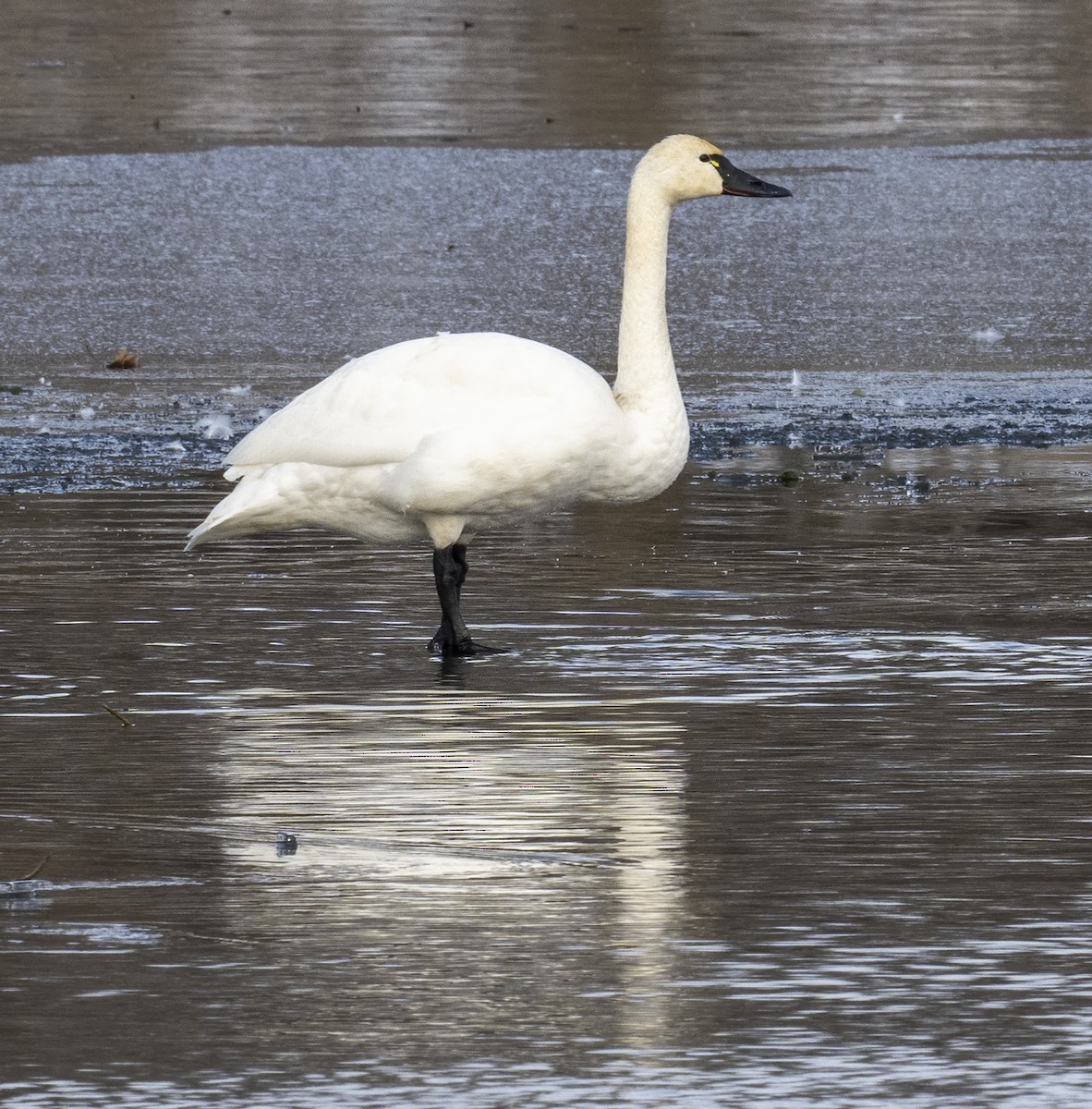 Tundra Swan - ML506016221