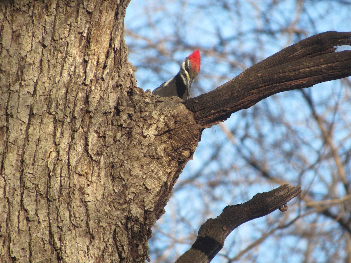 Pileated Woodpecker - ML506017271