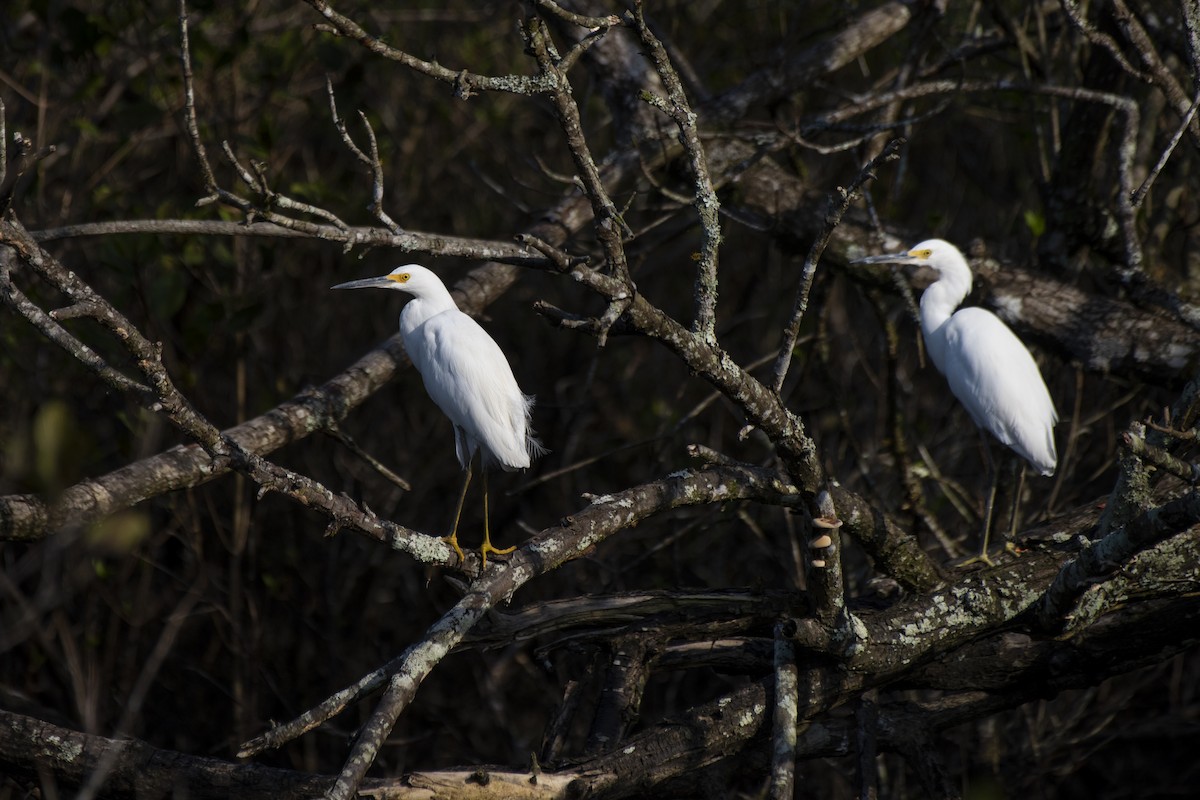 Snowy Egret - ML506017931