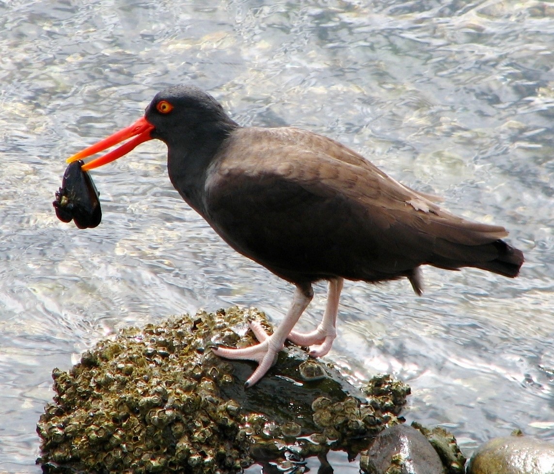 Blackish Oystercatcher - ML506018811