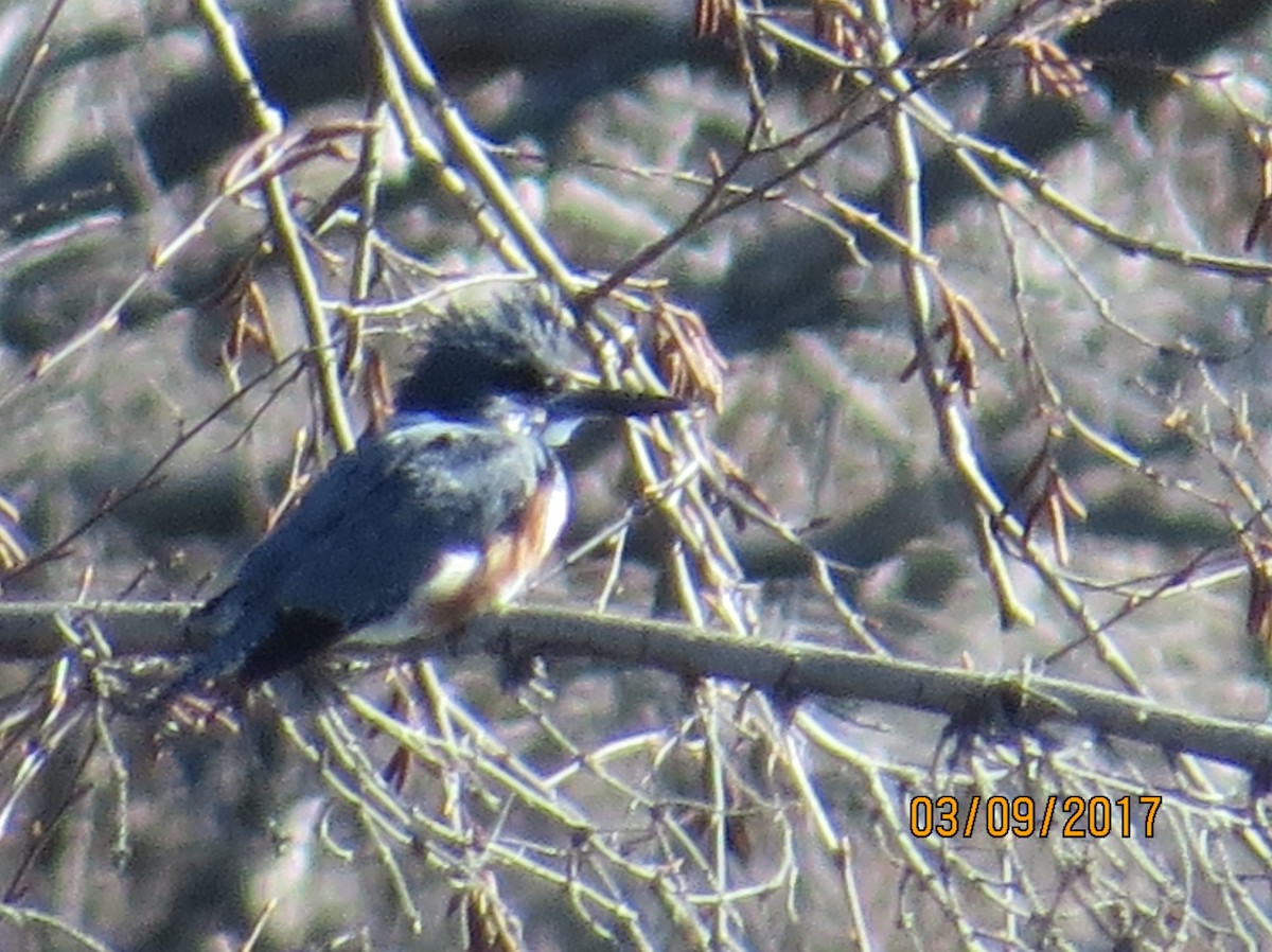Belted Kingfisher - ML50601931
