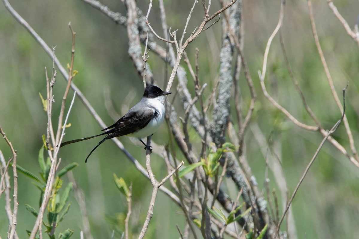 Fork-tailed Flycatcher - ML506019401