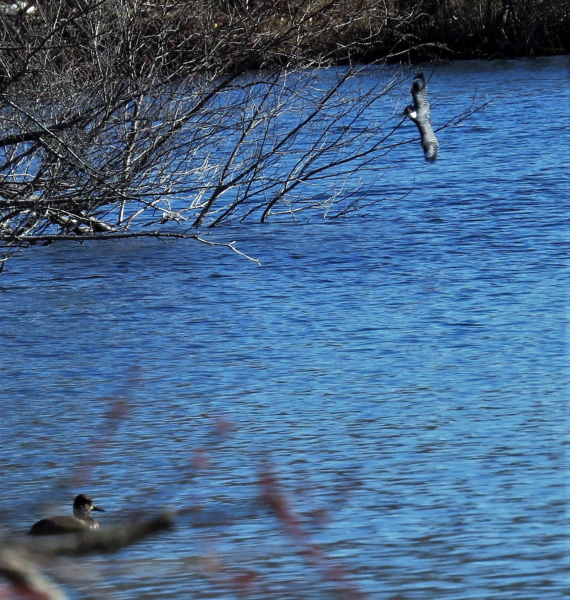 Belted Kingfisher - ML50601971