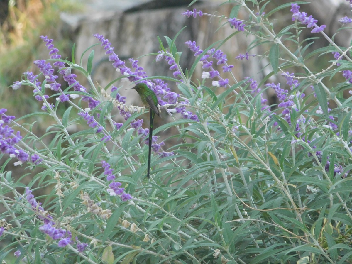 Green-tailed Trainbearer - ML506020461