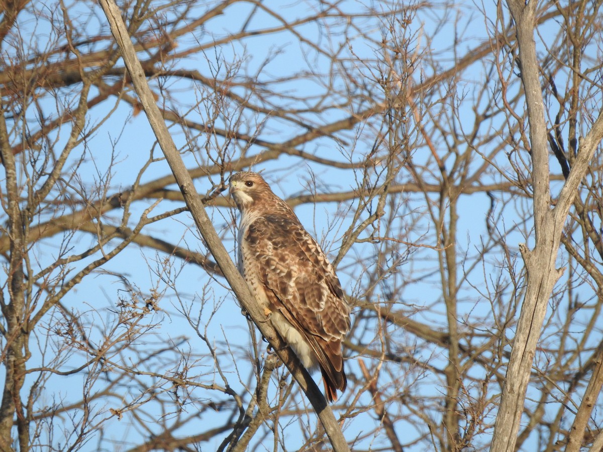 Red-tailed Hawk - ML506020771