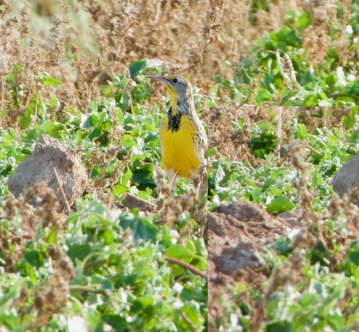 Western Meadowlark - ML506020781