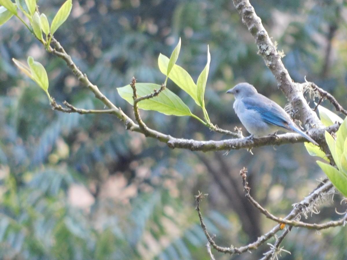 Blue-gray Tanager - Juan Diego Bedoya Mejía