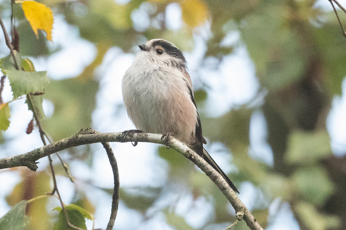 Long-tailed Tit - ML506021641