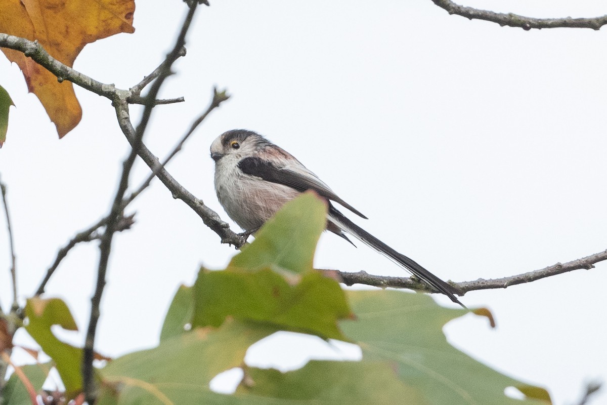 Long-tailed Tit - ML506021681