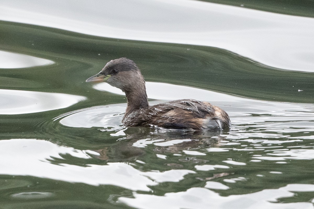 Little Grebe - ML506021841