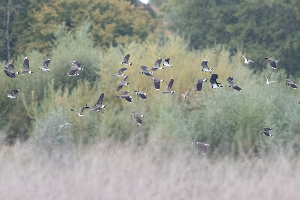 Northern Lapwing - ML506021991