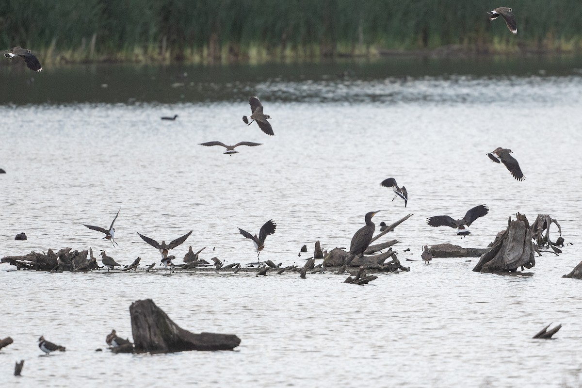 Northern Lapwing - David Turgeon