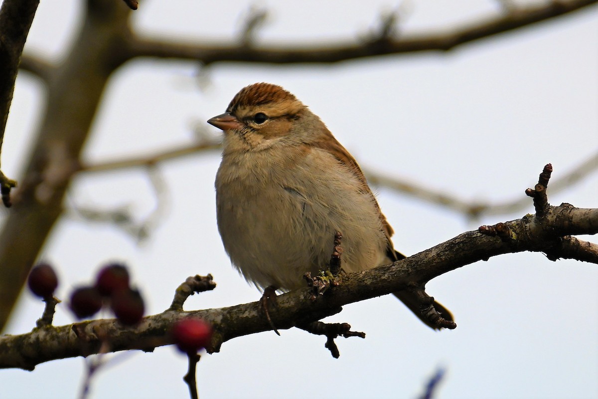 Chipping Sparrow - ML506022291