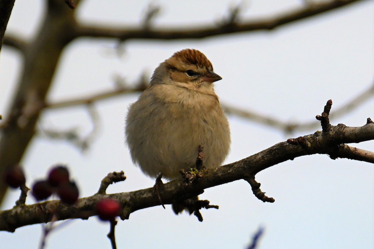 Chipping Sparrow - Geoffrey Newell