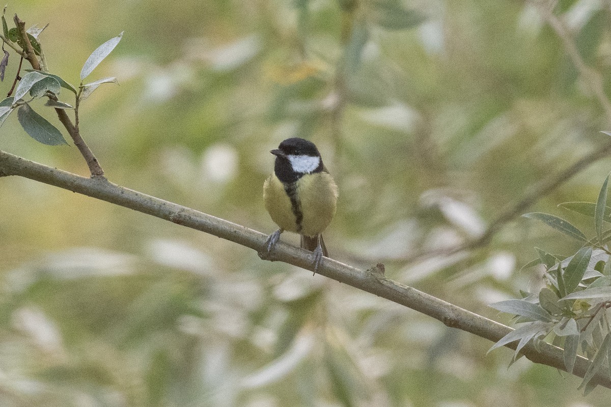 Mésange charbonnière - ML506022421