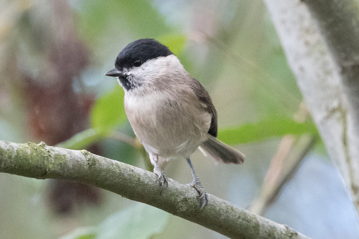 Marsh Tit - ML506022441