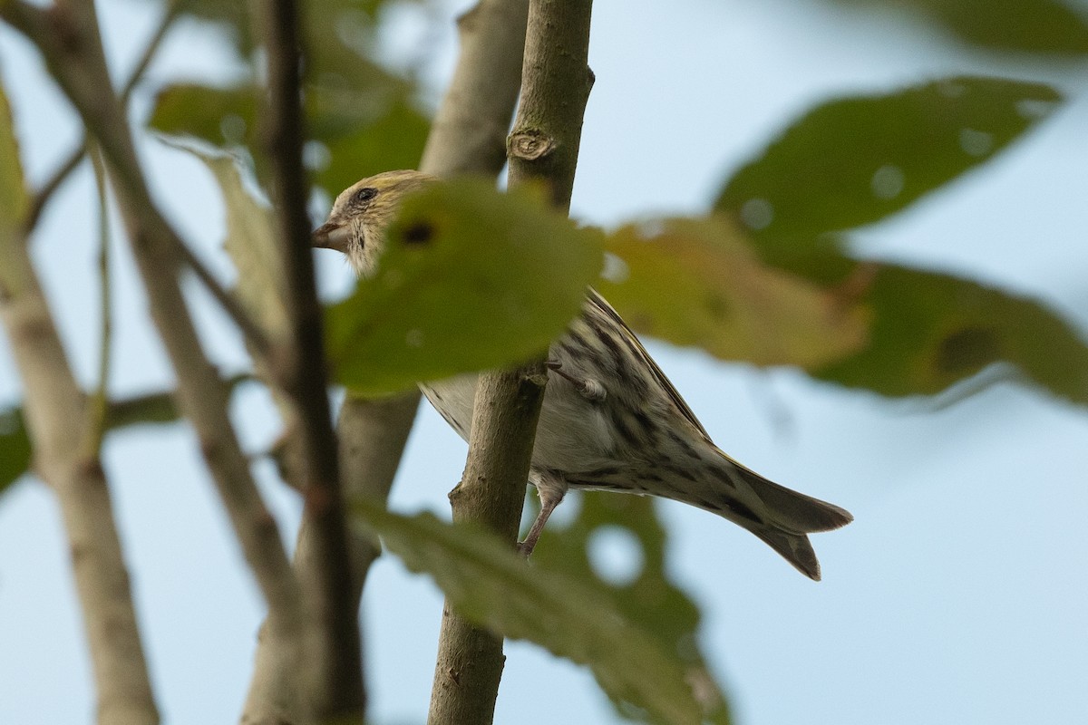 Eurasian Siskin - David Turgeon