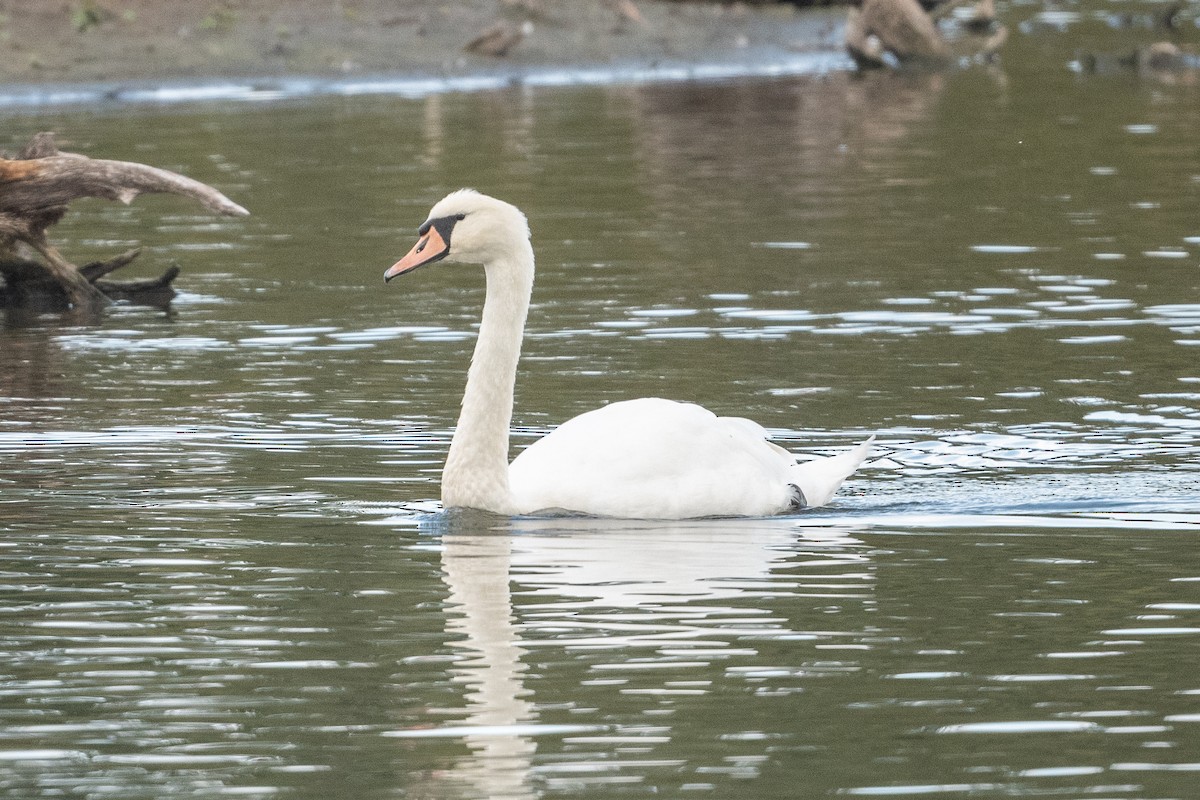 Cygne tuberculé - ML506022691