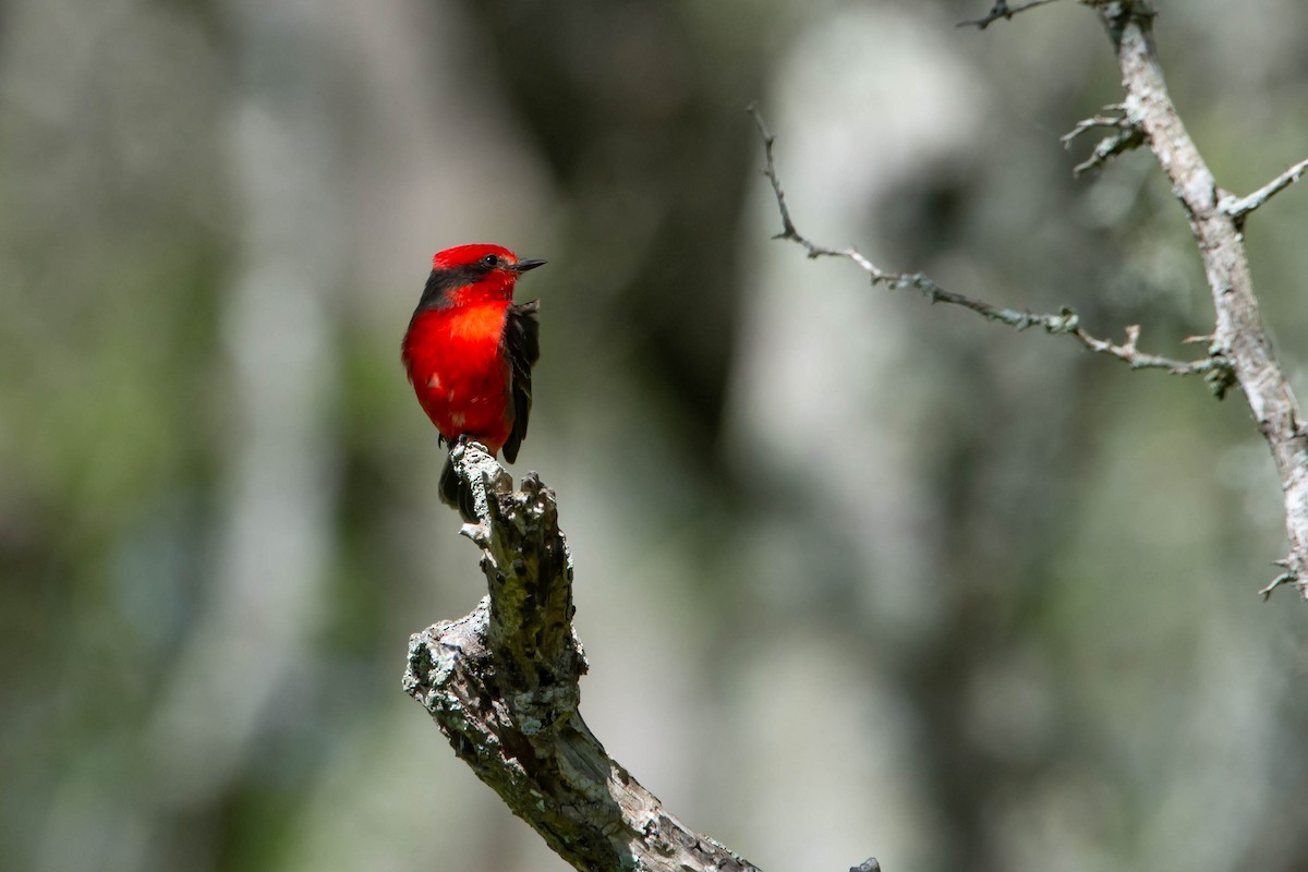 Vermilion Flycatcher - ML506023291
