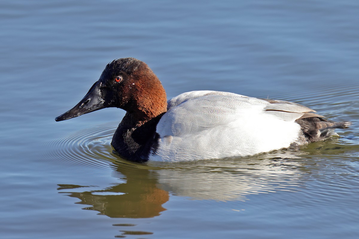 Canvasback - Doug Hommert