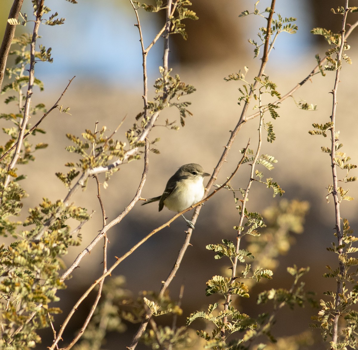 Bell's Vireo - ML506024551