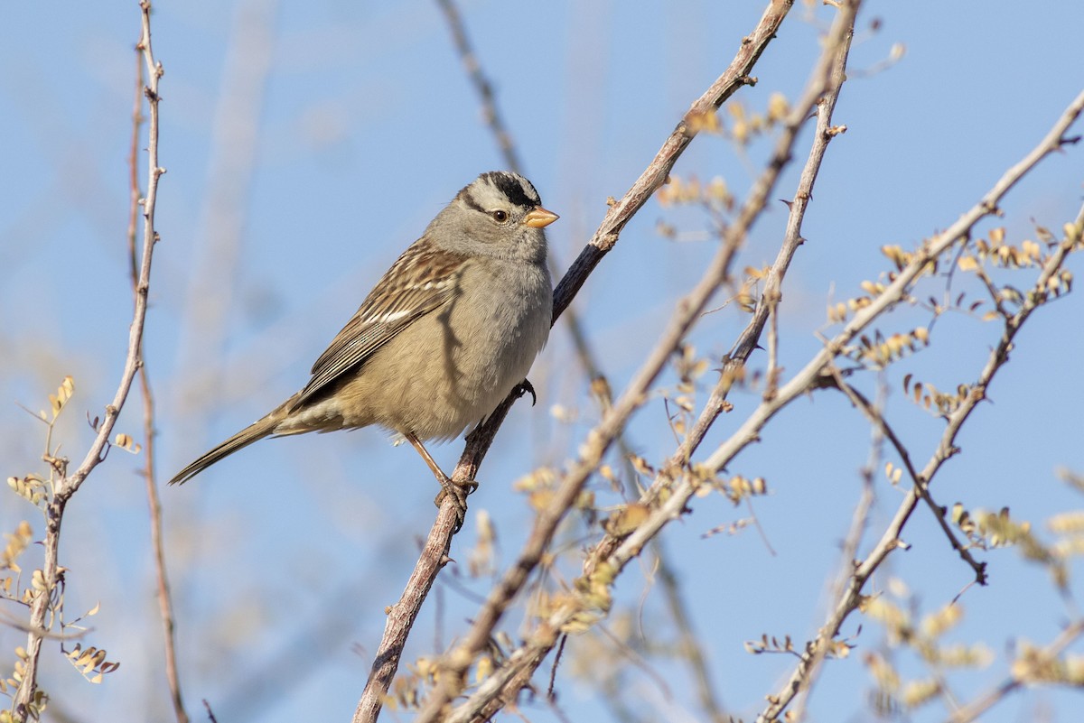 White-crowned Sparrow (Gambel's) - ML506024651