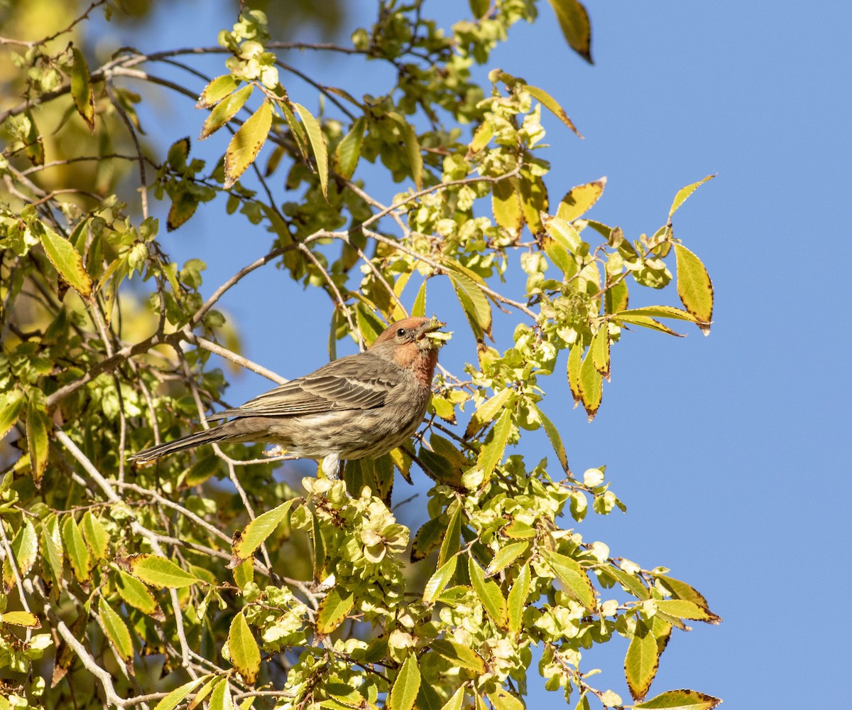 House Finch - Alexander Harper