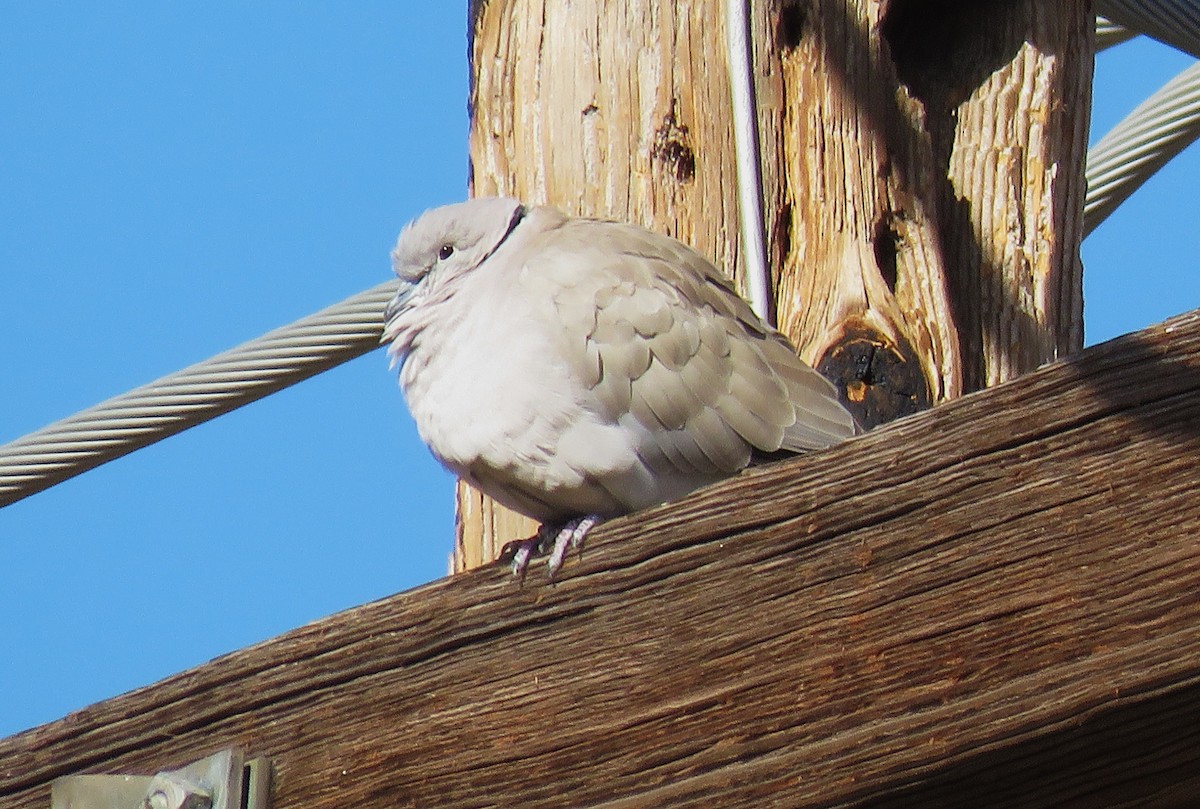 Eurasian Collared-Dove - ML506024811