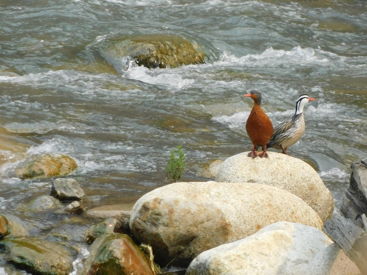 Torrent Duck - Juan Diego Bedoya Mejía