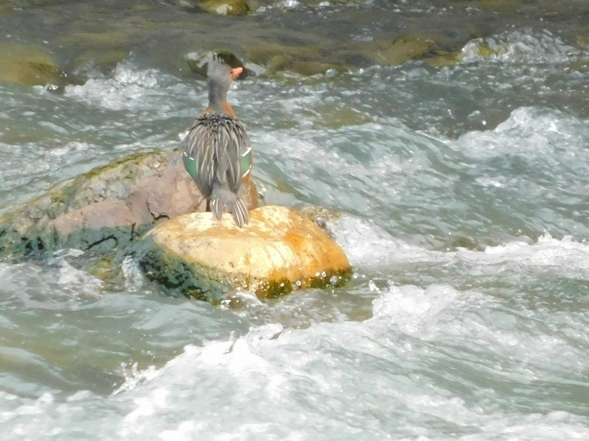 Torrent Duck - Juan Diego Bedoya Mejía