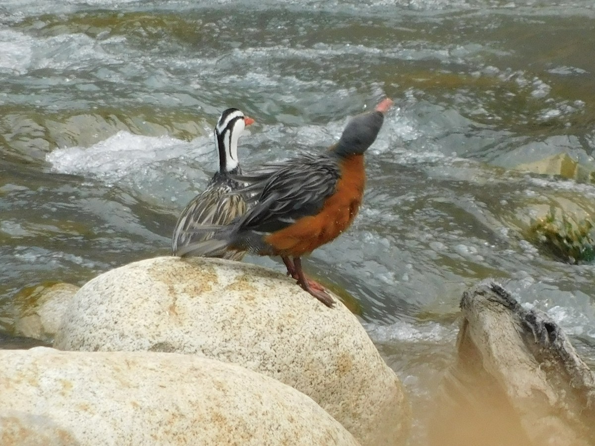 Torrent Duck - Juan Diego Bedoya Mejía