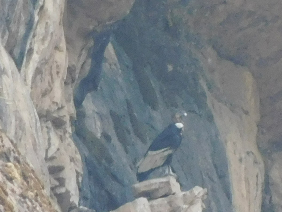 Andean Condor - Juan Diego Bedoya Mejía