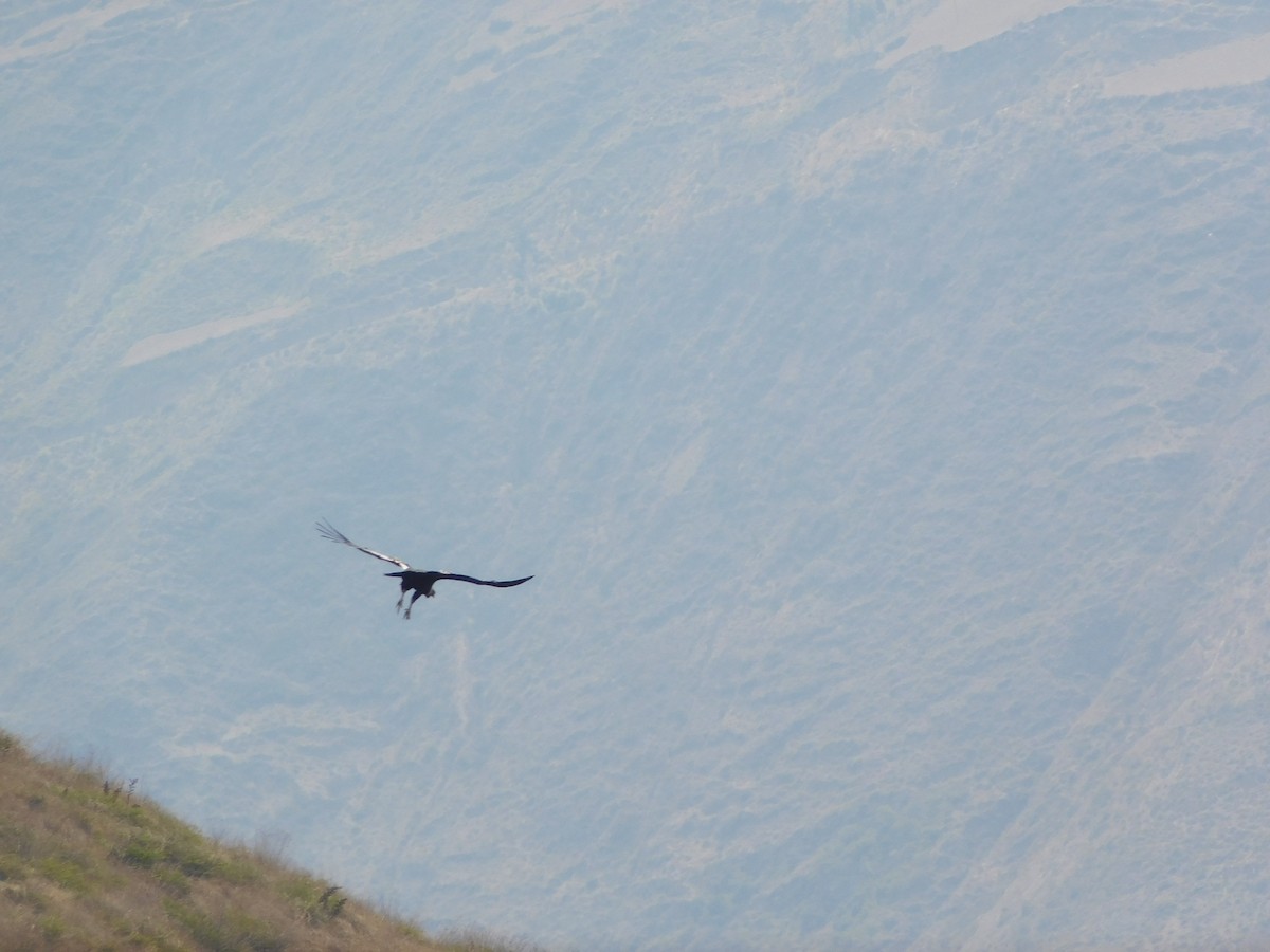 Andean Condor - Juan Diego Bedoya Mejía