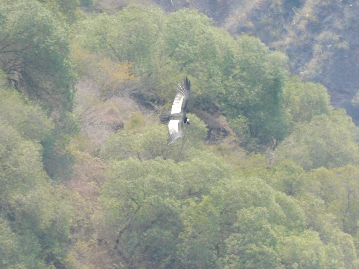 Condor des Andes - ML506026151