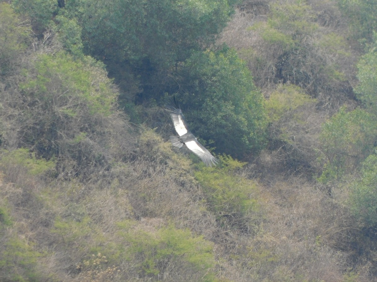 Cóndor Andino - ML506026161