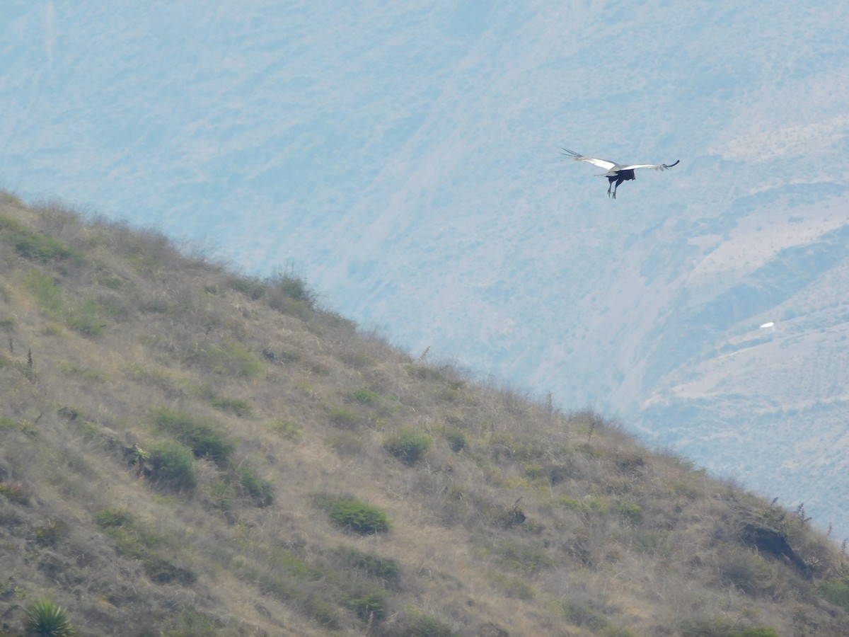 Condor des Andes - ML506026181