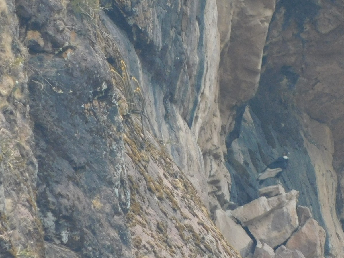 Andean Condor - Juan Diego Bedoya Mejía