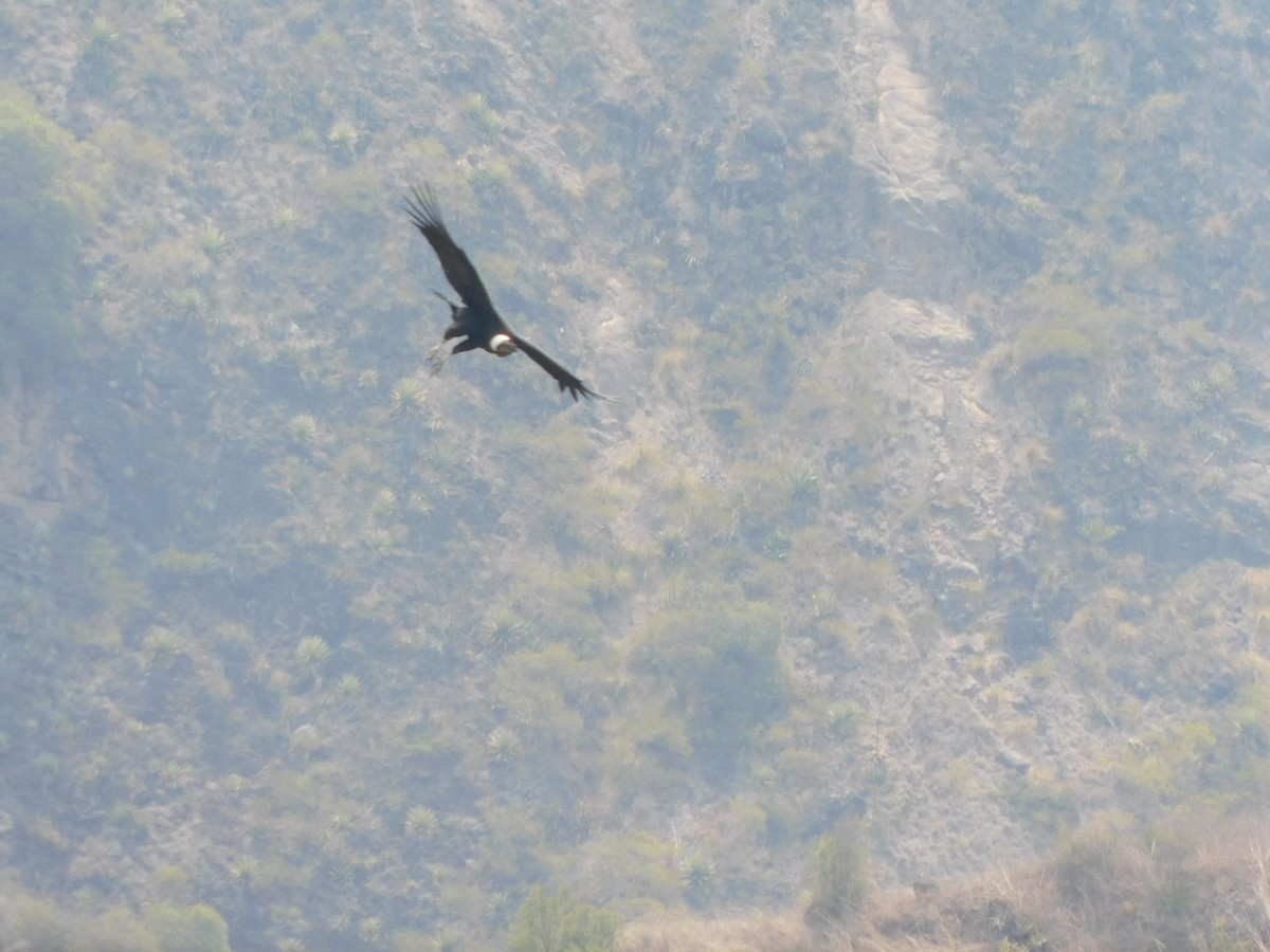 Condor des Andes - ML506026211