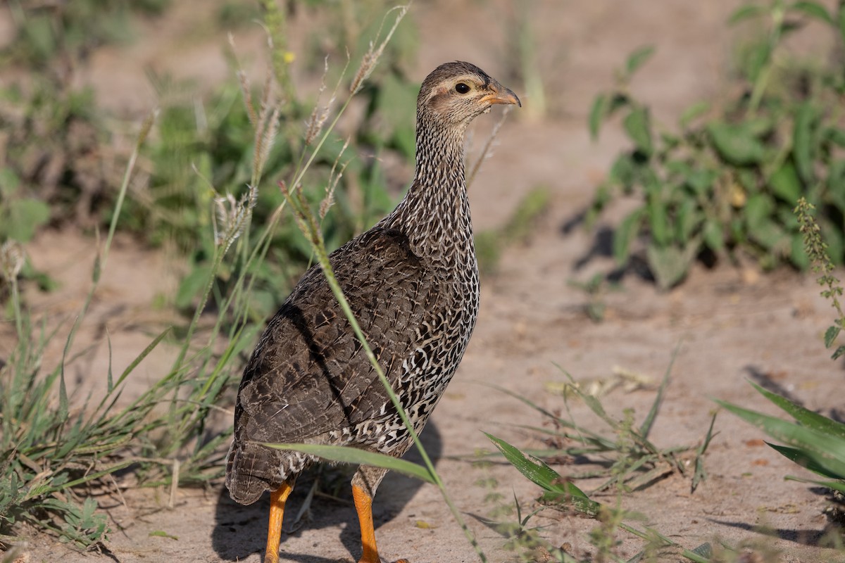 Heuglin's Spurfowl - ML506026931