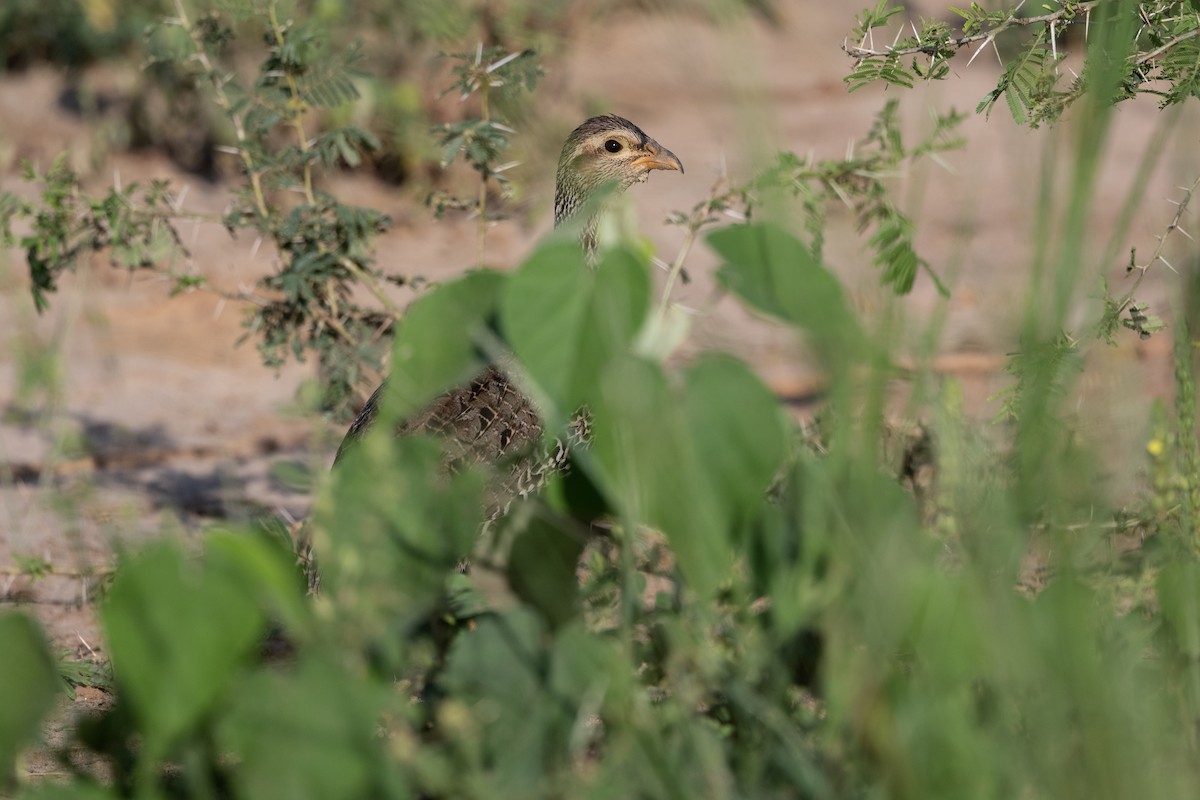 Heuglin's Spurfowl - ML506026951