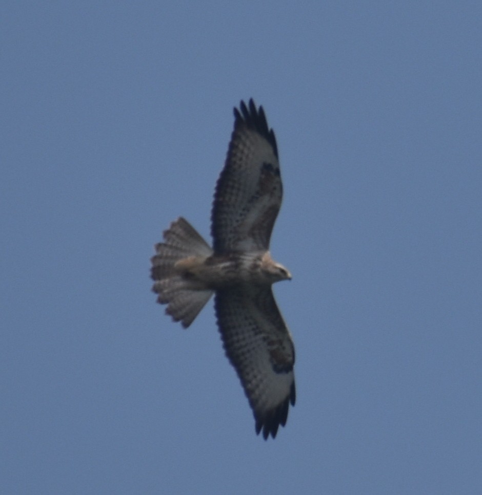 Common Buzzard - ML506027191