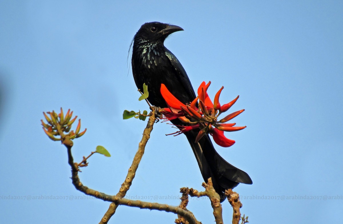 Hair-crested Drongo - Arabinda Pal