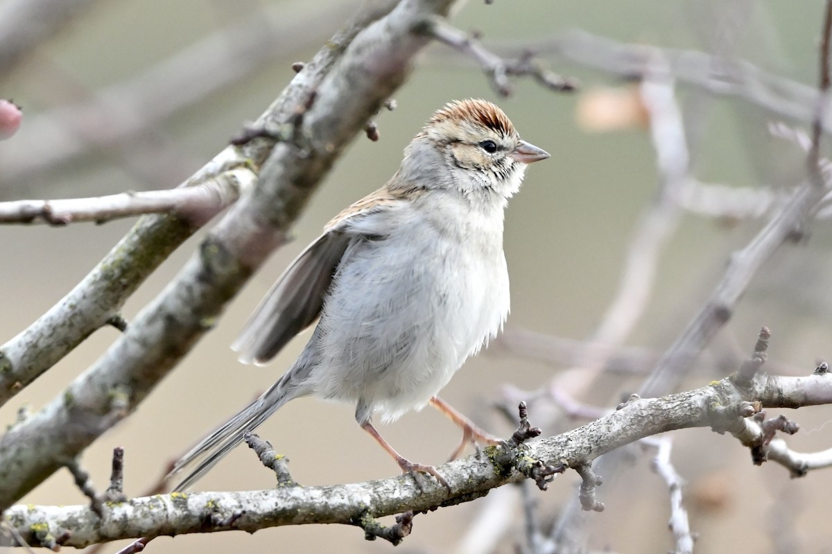 Chipping Sparrow - marlene mitchell
