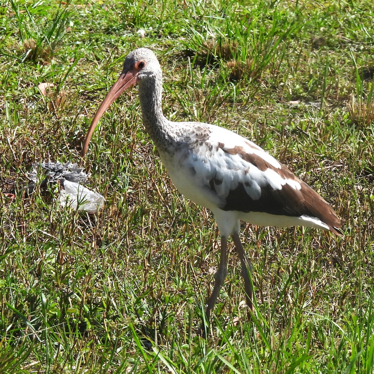 White Ibis - ML506029501