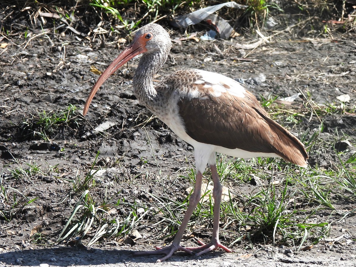 White Ibis - Michael I Christie