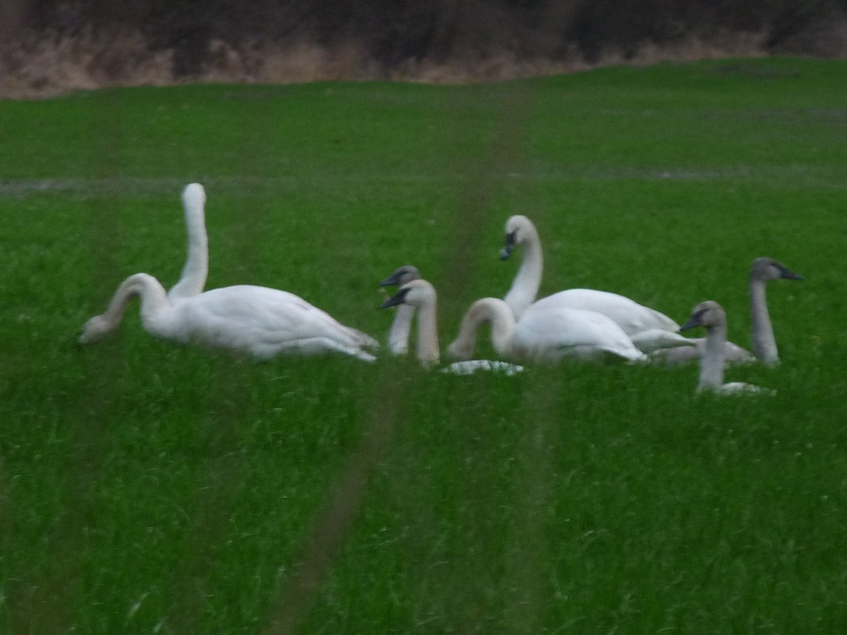 Whooper Swan - ML506031331