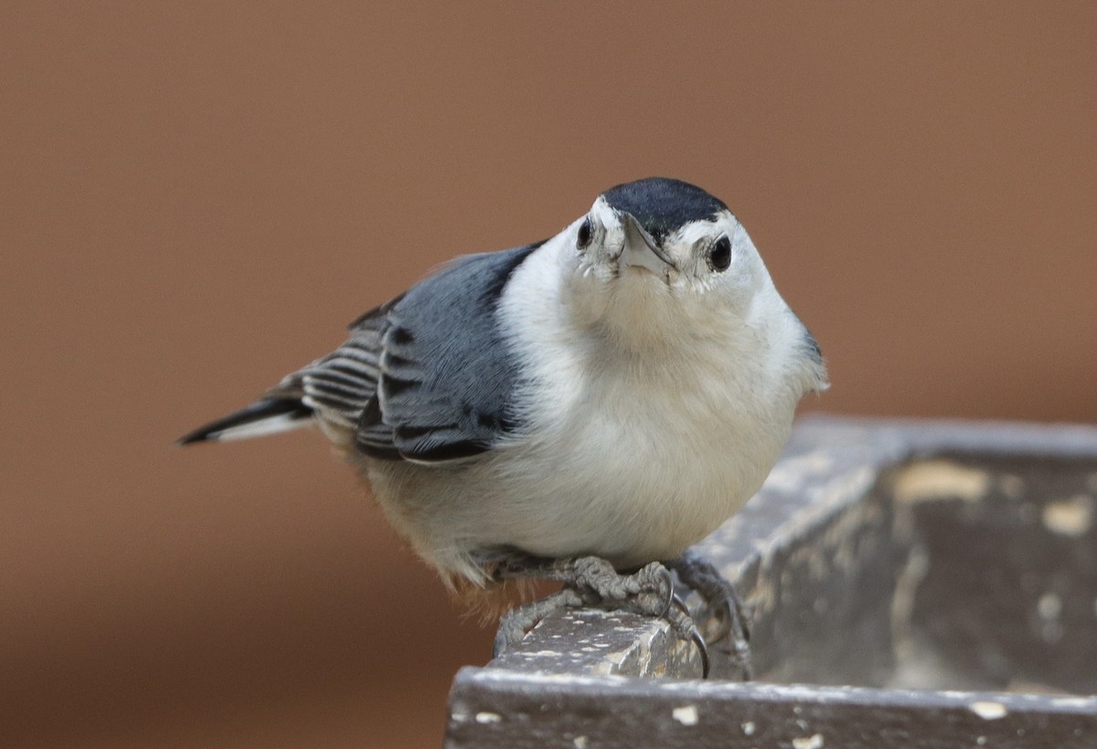 White-breasted Nuthatch (Pacific) - ML506031621