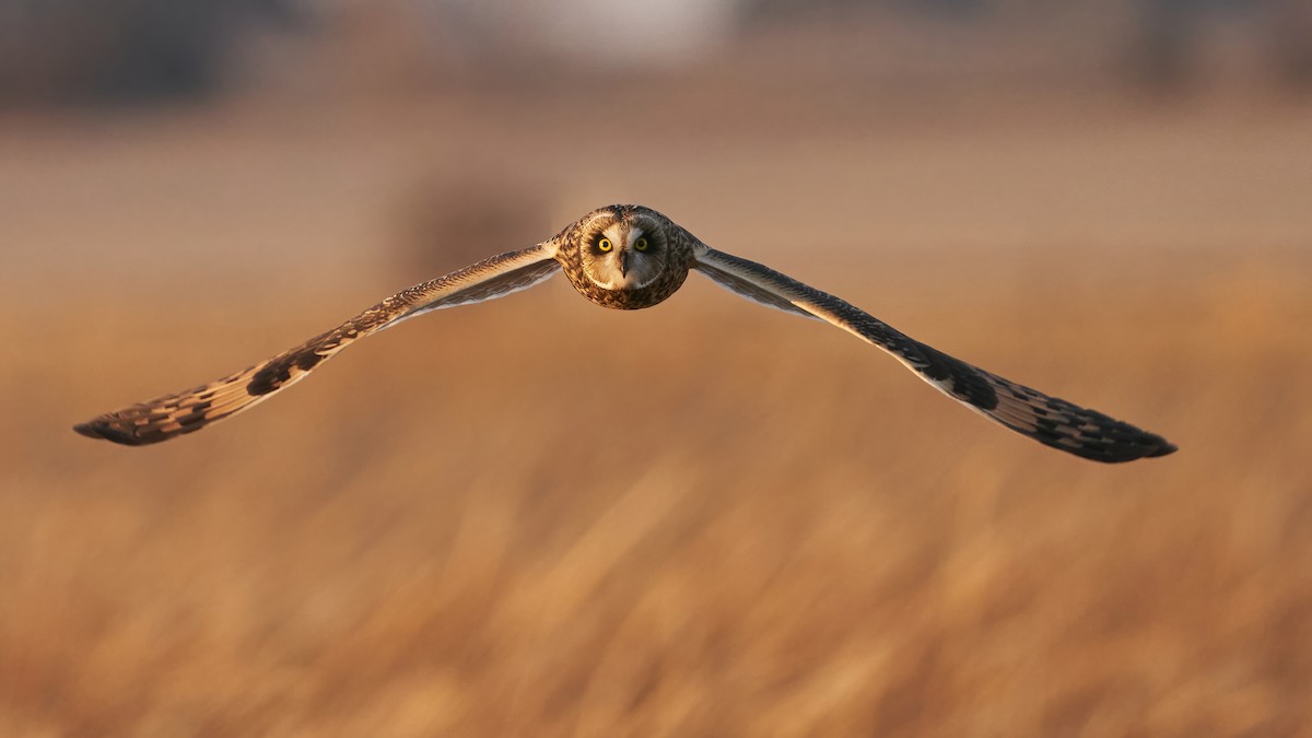 kalous pustovka (ssp. flammeus) - ML506031661