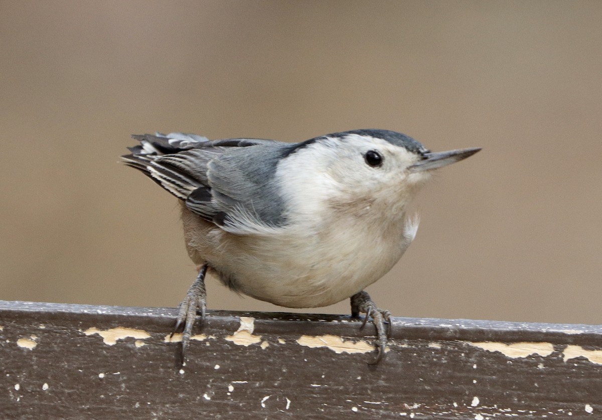 White-breasted Nuthatch (Pacific) - ML506031691
